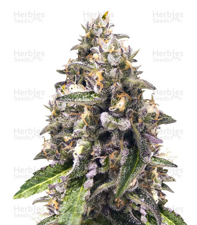 Old Dirty Biker — Karma Genetics