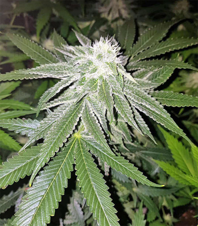 Venta de Original Bruce Banner regular (Dark Horse Genetics) | Semillas