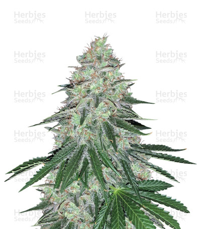 Sweet ZZ — Royal Queen Seeds