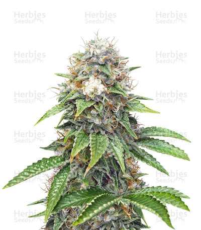 Xtreme Kush — Xtreme Seeds