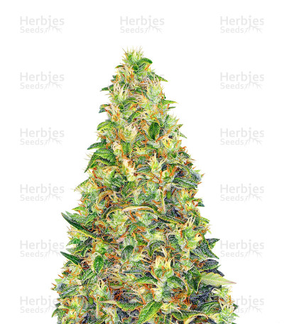 Amnesia Haze Auto — Barney's Farm