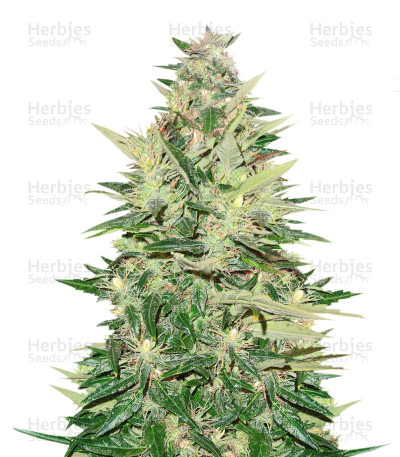 Pumpkin Kush — Royal Queen Seeds