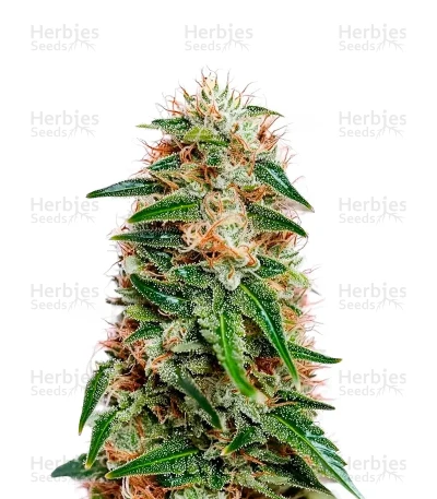 BC Diesel