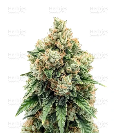Jamaican Dream Auto