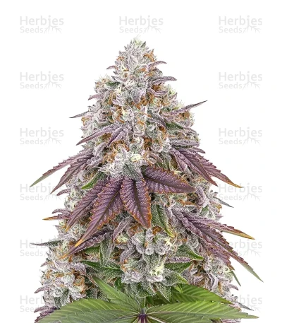 Persian Pie — Green House Seeds