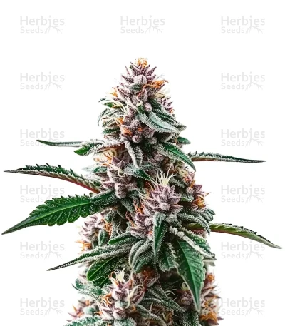 Plushbery — World Wide Cultivars