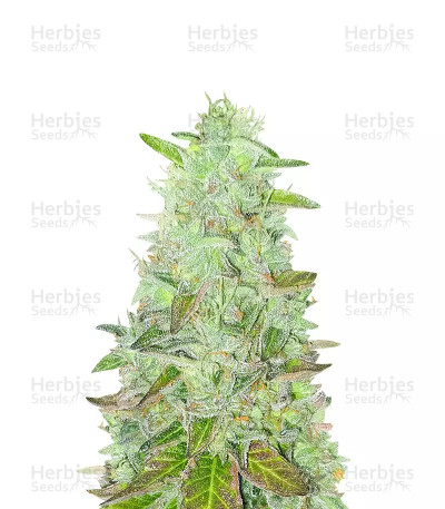 Zkittlez Fast Version — Herbies Seeds