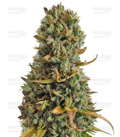 Afghan Express Auto