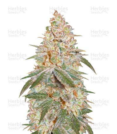 Auto Black Diesel — Advanced Seeds