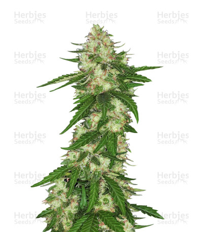 Congo — Ace Seeds
