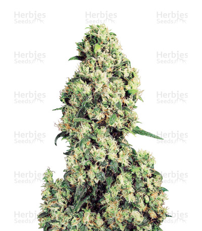 Skunk #1 — White Label Seed Company
