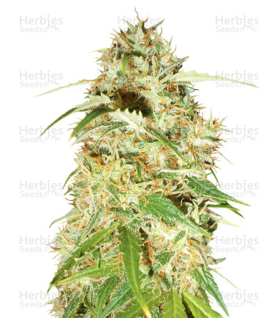 Zamaldelica — Ace Seeds