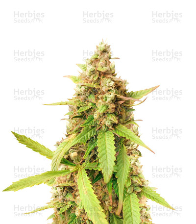 Blue Tease Auto