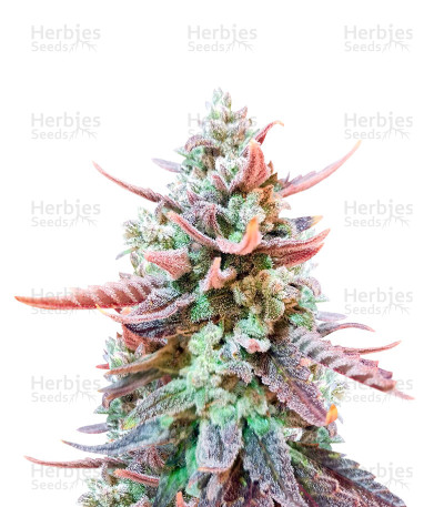 Original Glue — Nirvana Seeds