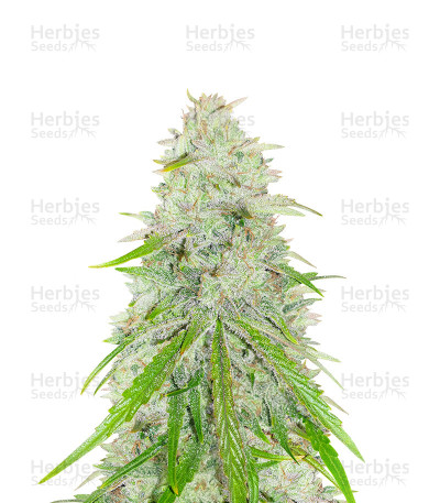 Purple Punch x Lemon Drizzle — Barney's Farm