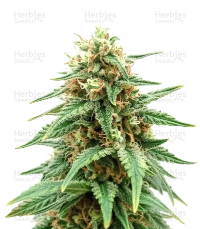 Caramella Auto