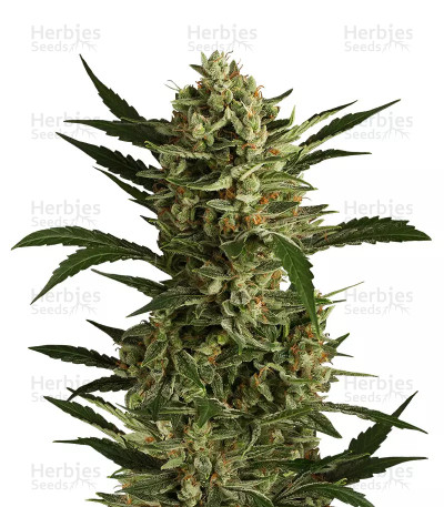 Cherry Grapefruit — Kera Seeds