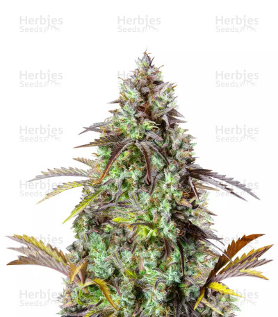 Original Big Bud Auto — Fast Buds