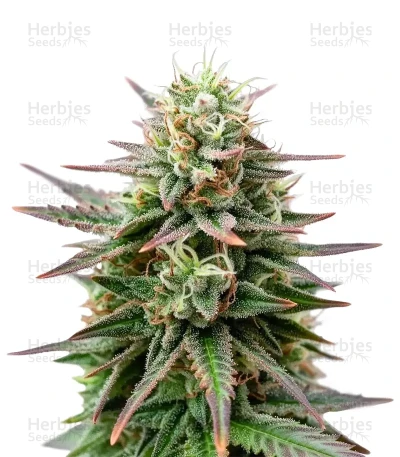 Peanut Butter Breath Auto