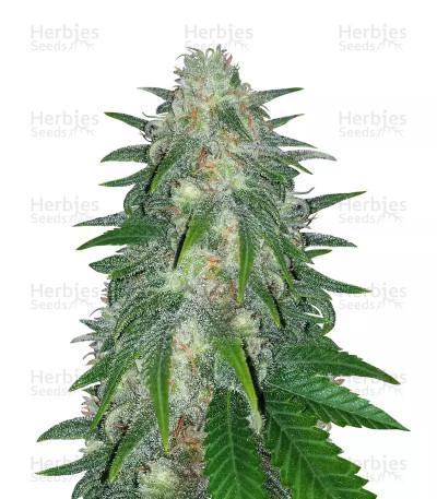 Super Critical Bud CBD