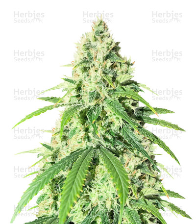 Vitality — AlphaFem Seeds