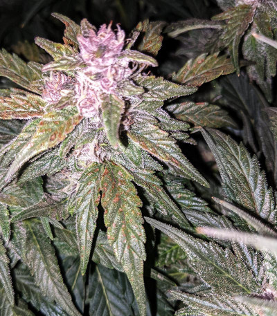 Critical 2.0 XL Auto — Garden Of Green