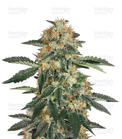 Gorilla Cookies — Expert Seeds