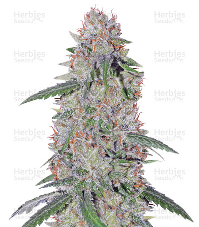 Super Lemon Haze - Akira Botanicals