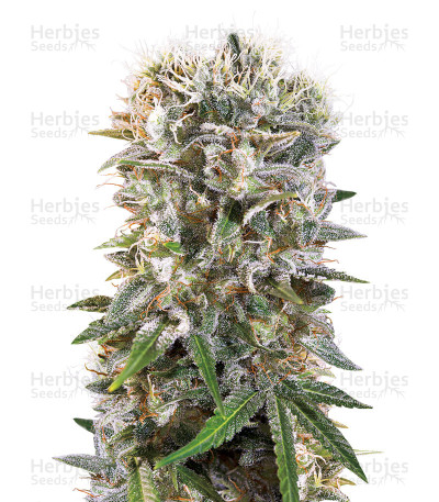 Wappa — Paradise Seeds