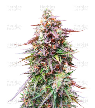 Do-Si-Dos Autoflower — Herbies Seeds