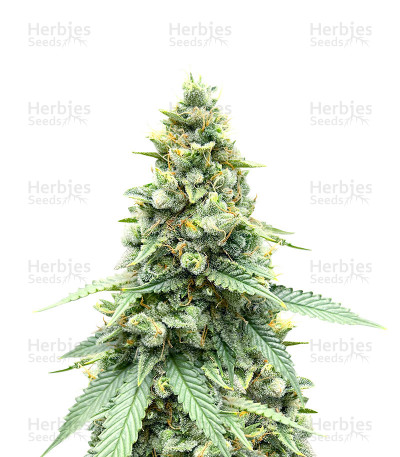 Gorilla Cookies Fast Flowering — Fast Buds