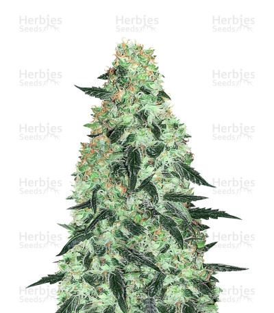 Oblivion Black — Hero Seeds