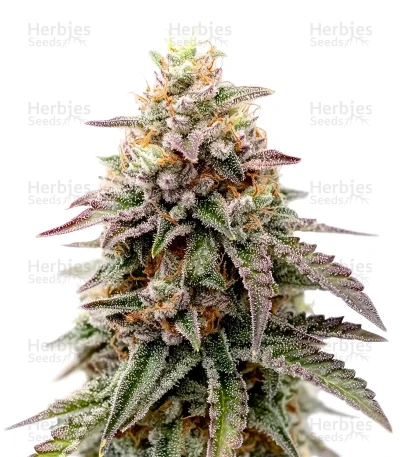 Cloud Walker — Green House Seeds
