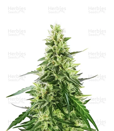 Dos Si Dos — Barney's Farm