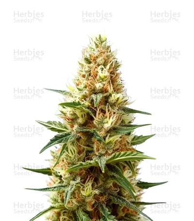 Green AK XL Auto