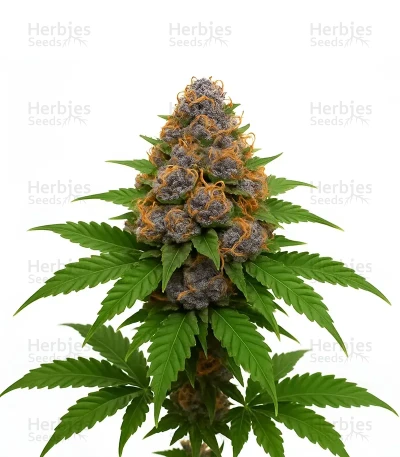 Hippo High — Blimburn Seeds