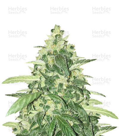 Vanilla Kush — Barney's Farm