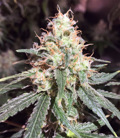 Alien-OG-marijuana.