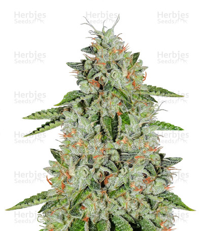 Ghost Rider OG