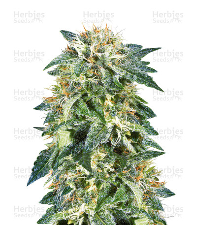 NL5 x Skunk