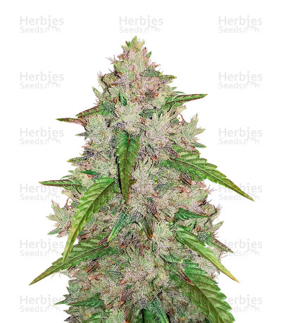 Original Auto Amnesia Haze — Fast Buds