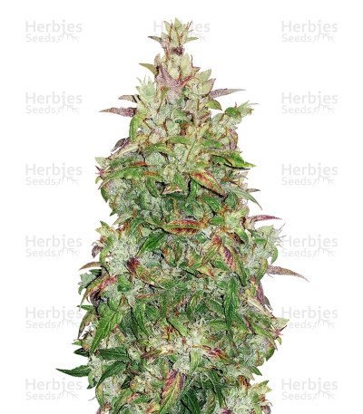 The White Train Auto