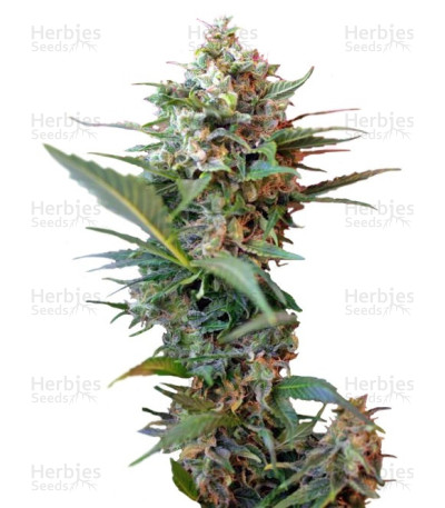 Big Devil XL Auto — Sweet Seeds