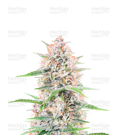 Bruce Banner