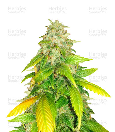 Royal Queen Seeds Hulk Berry semi di cannabis femminizzati Ingrosso 