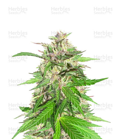 Jealousy Kush