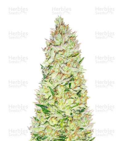 Northern Lights X Skunk
