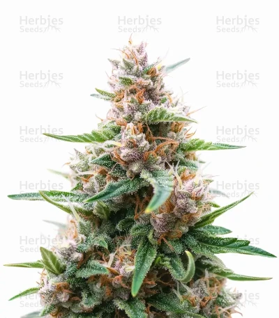 Critical Lights — Expert Seeds