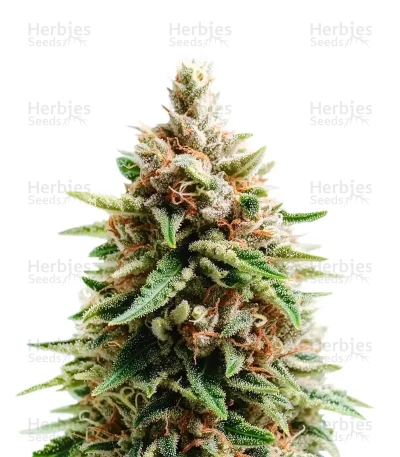 Gorilla Ice Cream — Expert Seeds