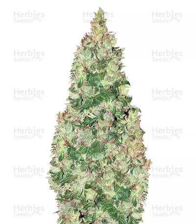 Hindu Kush Regular — Sensi Seeds